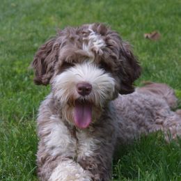 Kokoa - Australian Labradoodle