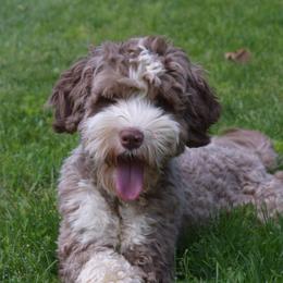 Kokoa - Australian Labradoodle