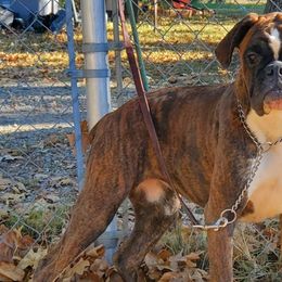 Rucca - Boxer
