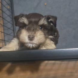 Girl 2 - Liver female Miniature Schnauzer puppy in Calera, Alabama from Burnett Cove Kennels