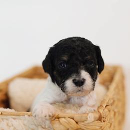 Valentine - Parti female Goldendoodle puppy in Pleasant Grove, Utah from Canterbury Canines