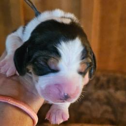 Dark Gray Collar - Black tan and white male Beagle puppy in Knoxville, Tennessee from River Valley Hounds