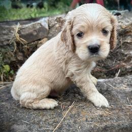 Blaze - Buff and white male Cocker Spaniel puppy in West Plains, Missouri from Ozark Haven Farm