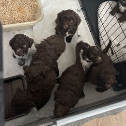 Cane Corso and Lagotto Romagnolo Puppies from El Dorado Cane Corso