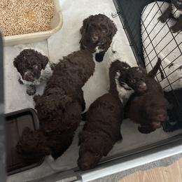 Cane Corso and Lagotto Romagnolo Puppies from El Dorado Cane Corso