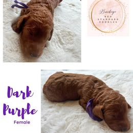 Dark Purple - Female - Red  female Poodle puppy in Lima, Ohio from Buckeye Red Standard Poodles