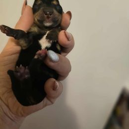 Mo - Blue and cream male Dachshund puppy in Strong, Arkansas from Dachshunds R Us