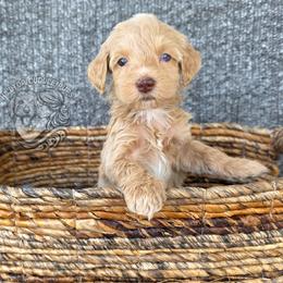 Micah - Cream male Goldendoodle puppy in Chattanooga, Tennessee from Hilltop Cuddle Pups