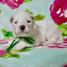 Luca - White male Siberian Husky puppy in Lunenburg, Vermont from SNOW WOOLY HUSKY