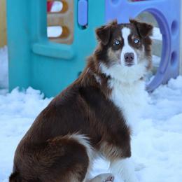 Sadie - Miniature Australian Shepherd