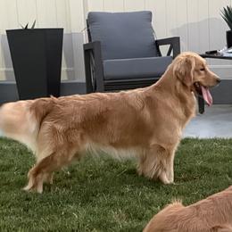 Golden Retriever Puppies from Canyon Ridge Goldens
