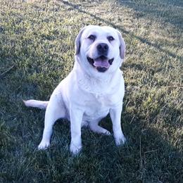 Scout - Labrador Retriever