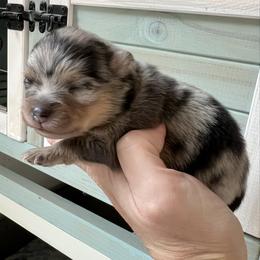 Hope - Blue merle female Pomeranian puppy in Waller (Northwest Of Houston), Texas from Blue Cottage Pomeranians