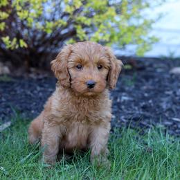 Olivia - Caramel red female Australian Labradoodle puppy in Williamstown, New York from Lewis Manor Labradoodles