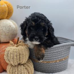 Porter - Tri-color male Bernedoodle puppy in Summerville, South Carolina from Channys Doodles