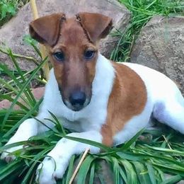 Smooth Fox Terrier Puppies from Misty Hollow