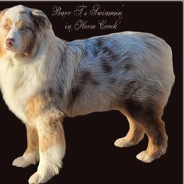 Coy - Australian Shepherd