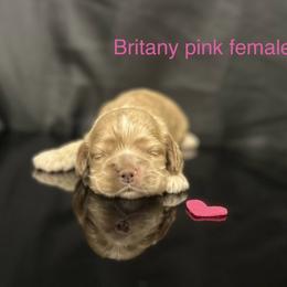Brittany pink female - Buff female Cocker Spaniel puppy in Bonsall, California from CuttinBlue Farms