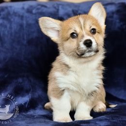 Girl 2 - Red Pembroke Welsh Corgi puppy in Maine from Berry Hill Corgis