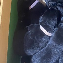 Sprinkles-pink collar - Black Labrador Retriever puppy in Springfield, Missouri from Kellner Labradors