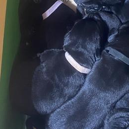 Sprinkles-pink collar - Black Labrador Retriever puppy in Springfield, Missouri from Kellner Labradors