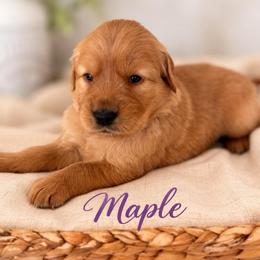 Maple - Dark golden female Golden Retriever puppy in San Bernardino, California from Thegoldendreams1