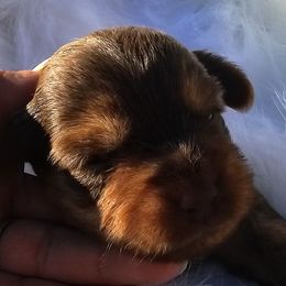 Hera - Chocolate and tan female Yorkshire Terrier puppy in Hamilton, Ohio from Purebred Yorkies of Ohio