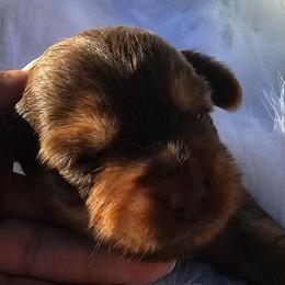 Hera - Chocolate and tan female Yorkshire Terrier puppy in Hamilton, Ohio from Purebred Yorkies of Ohio