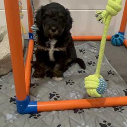 Aussiedoodle, Companion Cross, Poodle, and Yorkipoo Puppies from Teakwoodpoodleofsocal