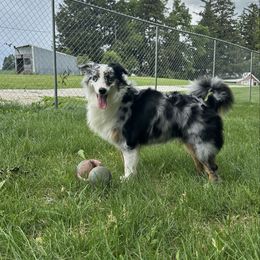 Boy 4 - Blue merle male Australian Shepherd puppy in West Union, Iowa from Boundless Hearts Australian Shepherds LLC