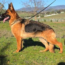Ruth - German Shepherd