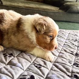 Red Merle 1 - Red merle male Australian Shepherd puppy in Saratoga Springs, New York from Rock Springs Australian Shepherds