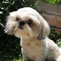 Anna - Shih Tzu