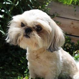 Anna - Shih Tzu