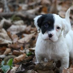 Border Collie, English Setter, and Miniature American Shepherd Puppies from First Harmony Farms