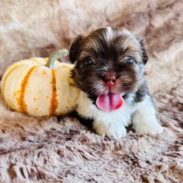 Chi - Red and tan female Shih Tzu puppy in Geneva, Florida from Shih Tzu’s Creek