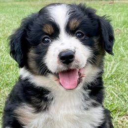 Girl 1 (purple collar) - Miniature Australian Shepherd puppy from E4 Farm Mini Aussie’s