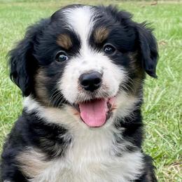 Girl 1 (purple collar) - Miniature Australian Shepherd puppy from E4 Farm Mini Aussie’s