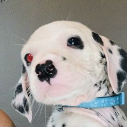Light blue collar boy- 1 blue eye - White and black Dalmatian puppy in Waterloo, Iowa from Daisy's Dalmatians