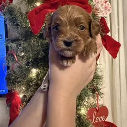 Jasmine - Red  female Goldendoodle puppy in Ashland, Kentucky from Still Waters Farm