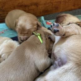 Boy 5 - male Golden Retriever puppy in Yelm, Washington from Bit O'Heaven Farm