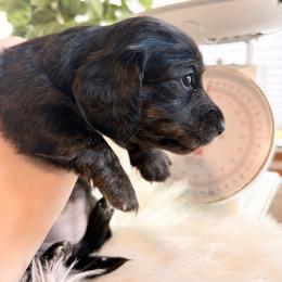 Holly - Brindle female Dachshund puppy in Missoula, Montana from The Dainty Dachshund