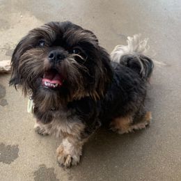 Otis - Shih Tzu
