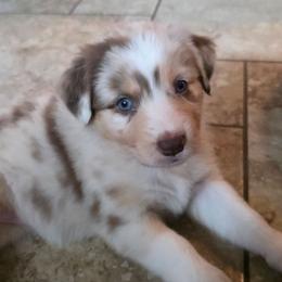 Kraken Girl 8 - Red merle female Australian Shepherd puppy in Solon, Maine from Mountain Range Australian Shepherds