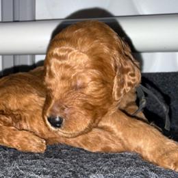 Saber - Black - Red  female Poodle puppy in Keedysville, Maryland from Sunshine Red Standard Poodles