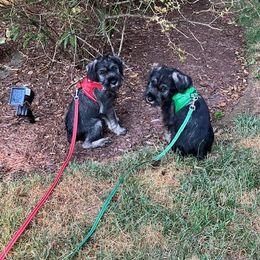 Standard Schnauzer Puppies from Songbird Standard Schnauzers