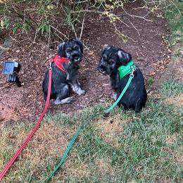 Standard Schnauzer Puppies from Songbird Standard Schnauzers