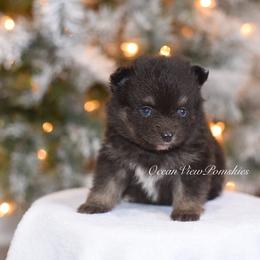 Bandit - Tri-color male Pomsky puppy in Coos Bay, Oregon from Ocean View Pomskies