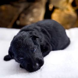Diablo - Black and tan male German Shepherd puppy in Youngsville, North Carolina from Di casa Esperanza