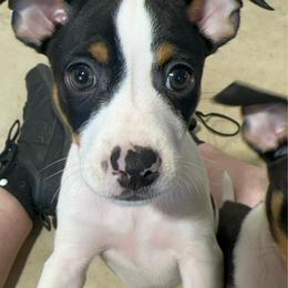 Rigel - White black and tan male Rat Terrier puppy in Molalla, Oregon from The Puppy Patch Rat Terriers